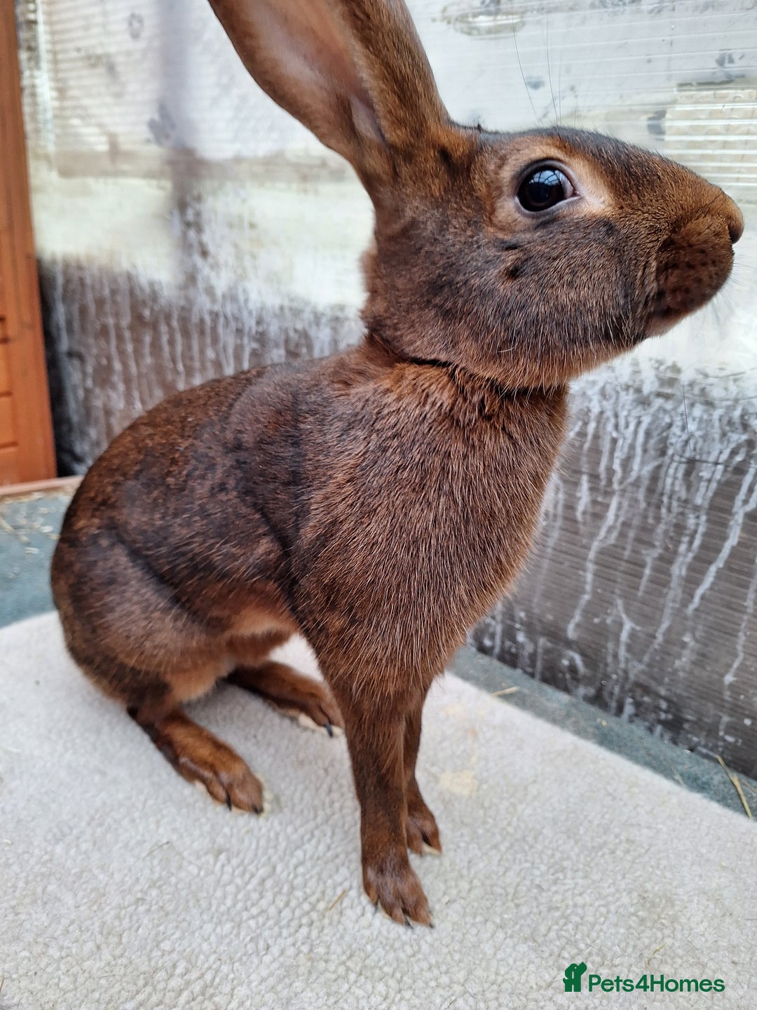 Belgian Hares rabbits for sale: CURRENTLY RESERVED - BRC Belgian Hare buck - Advert 3