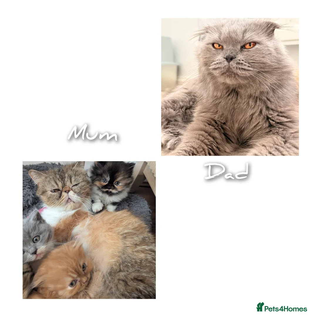 Exotic cats for sale:  Exotic Shorthair, Looped Ears, Loving Boy - Advert 2