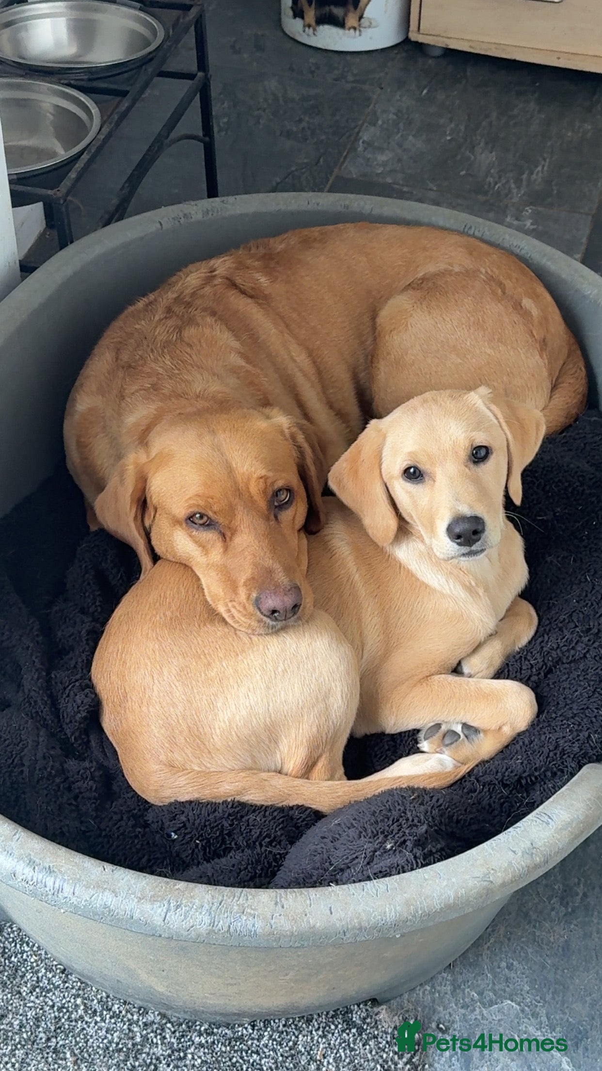 Labrador Retriever dogs Golden Labrador girl  - Advert 6