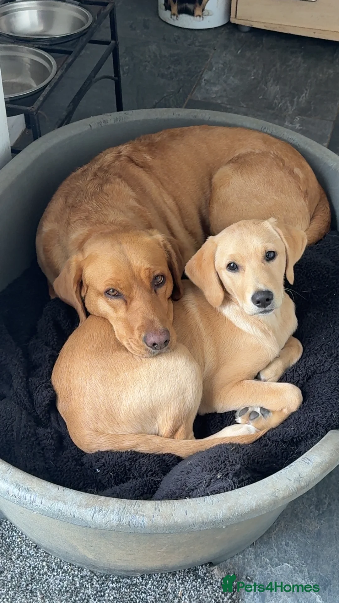 Labrador Retriever dogs for sale: Golden Labrador girl  in Etchingham - Advert 1