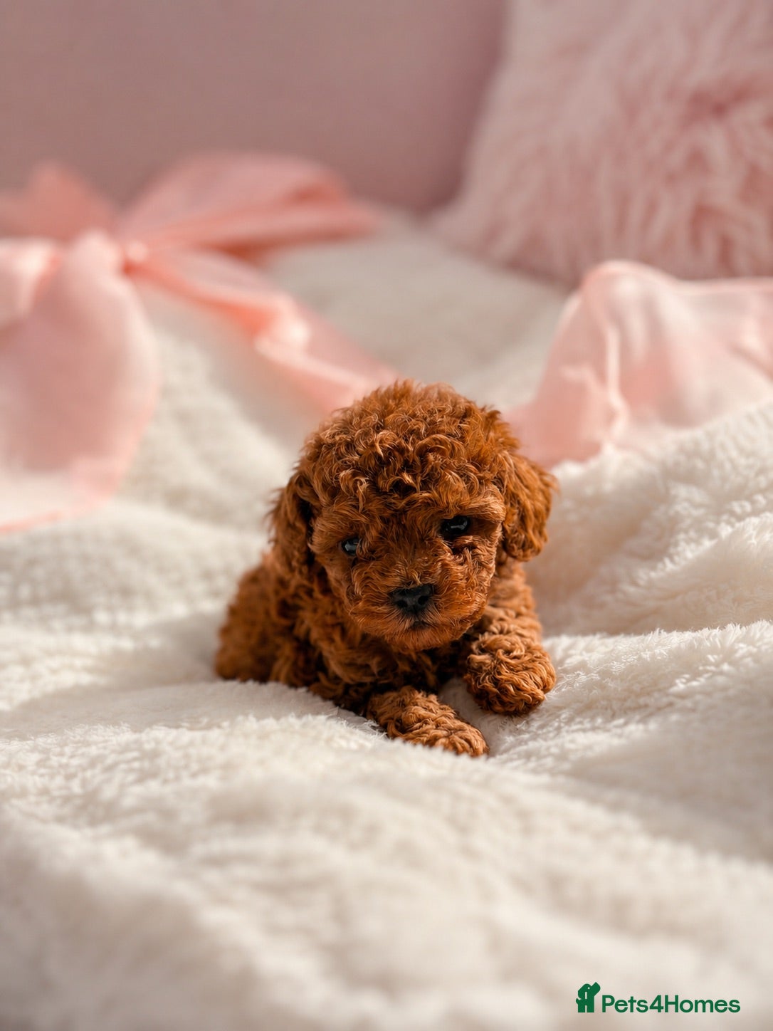 Toy Poodle dogs Asian tiny toy poodles  - Advert 7