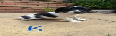 English Springer Spaniel 5