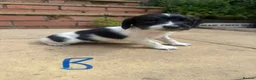 English Springer Spaniel dogs for sale: Beautiful English Springer Spaniel Puppies - Advert 16