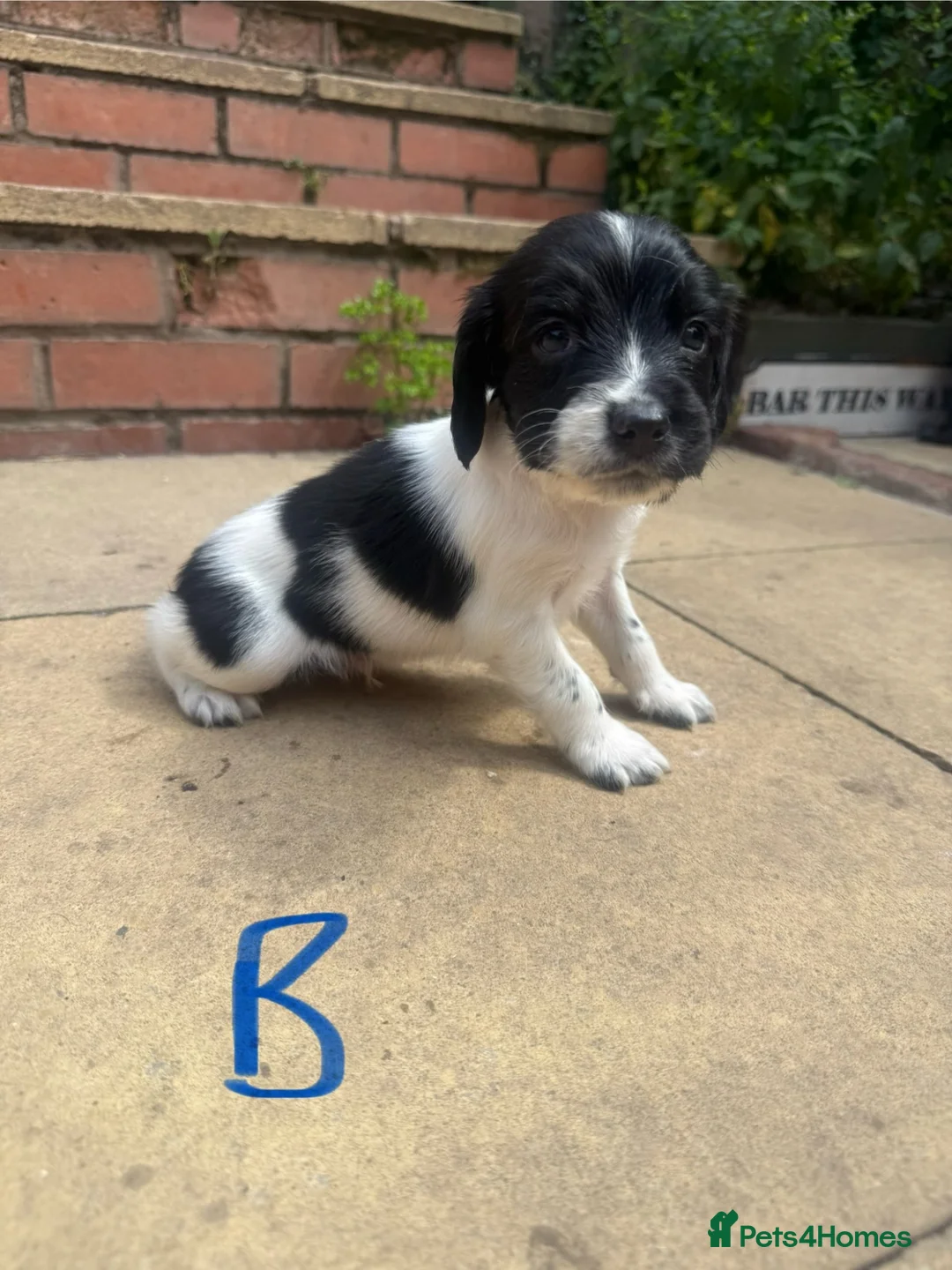 English Springer Spaniel dogs for sale: Beautiful English Springer Spaniel Puppies - Advert 16