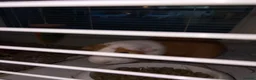 Guinea Pig rodents for sale: Dexter and Dante - Advert 11