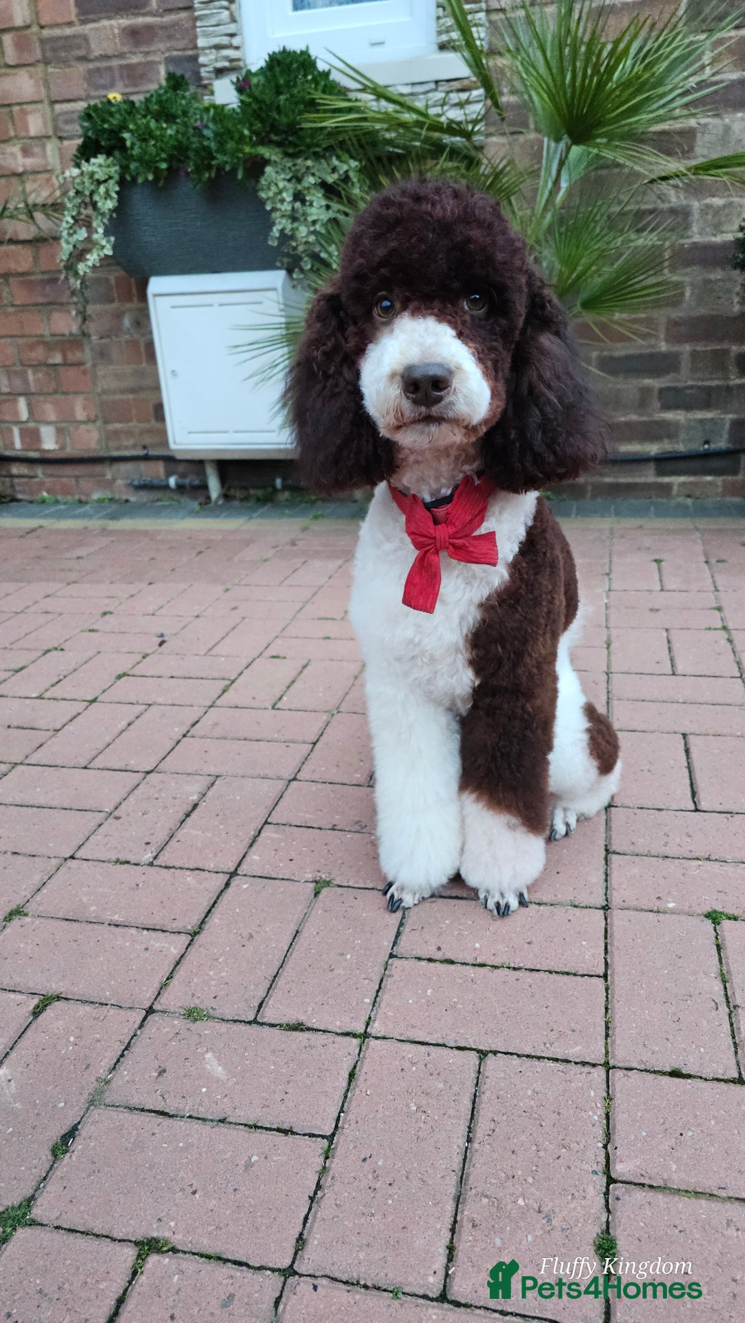 Bernedoodle dogs for stud: STUNNING MOYEN POODLE FULLY HEALTH TESTED  - Advert 19