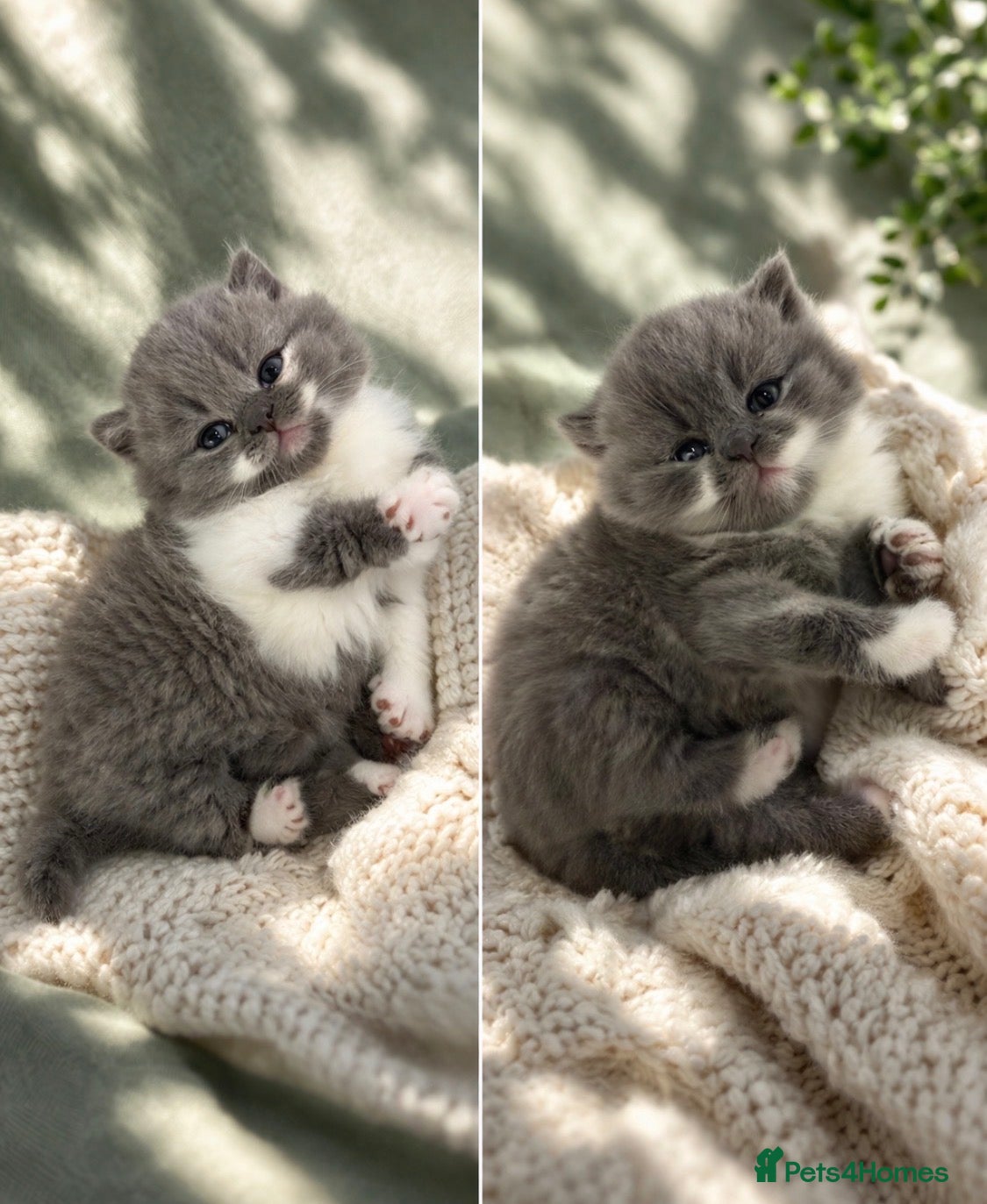 British Shorthair cats 🏆CHAMPIONSHIP BLOOD LINE PURE PEDIGREE BSH 🏆✨😻 - Advert 13