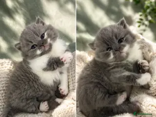 British Shorthair cats 🏆CHAMPIONSHIP BLOOD LINE PURE PEDIGREE BSH 🏆✨😻 - Advert 13