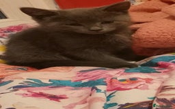 British Shorthair cats for sale: Silver - Image 3