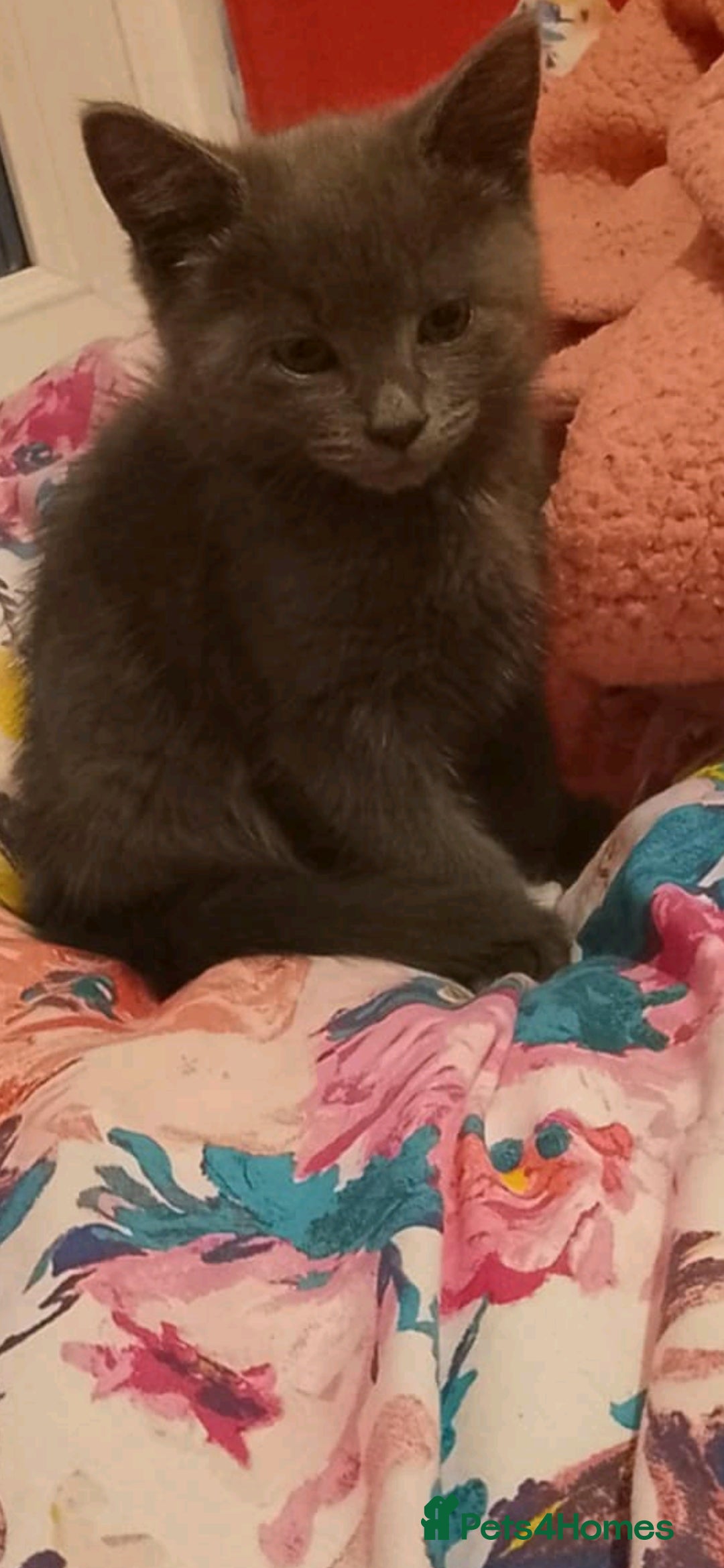 British Shorthair cats for sale: Silver - Image 3