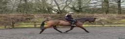 English Thoroughbred horses for sale: *Very talent 16hh bay gelding for sale * in Stoke-on-Trent - Advert 1