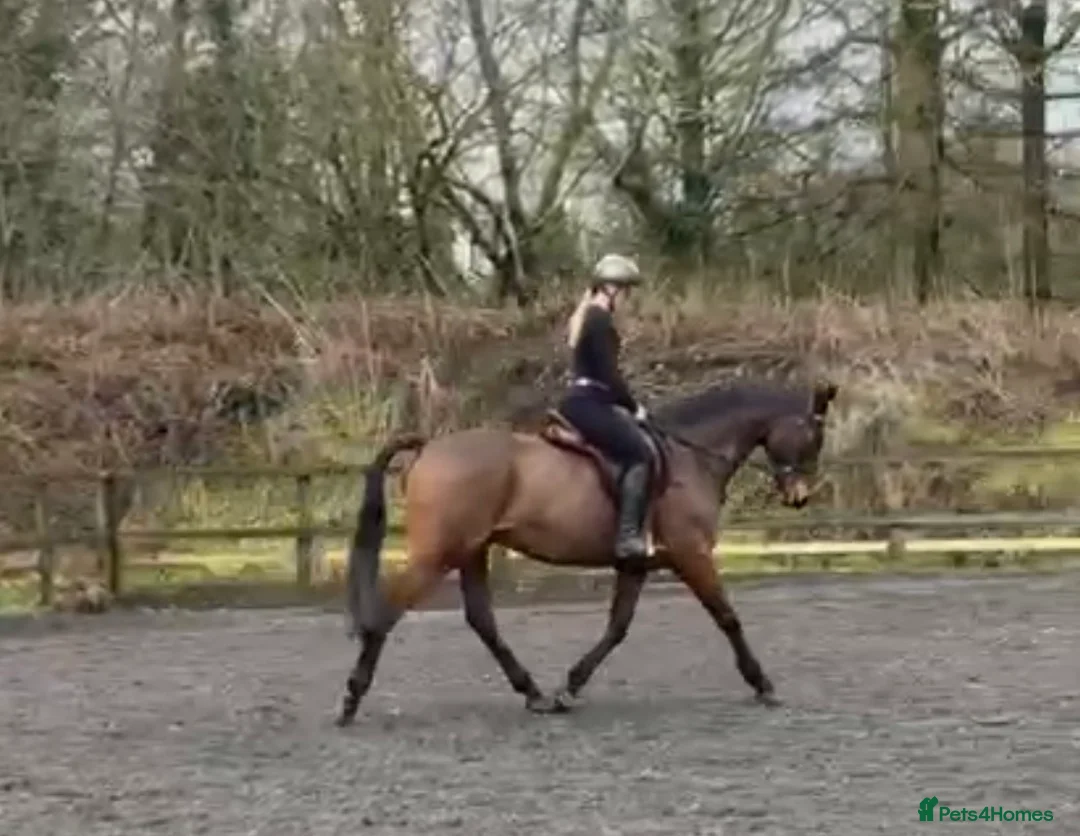 English Thoroughbred horses for sale: *Very talent 16hh bay gelding for sale * in Stoke-on-Trent - Advert 1