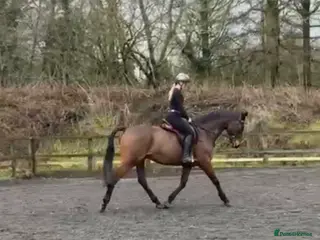 English Thoroughbred horses *Very talent 16hh bay gelding for sale * - Advert 2