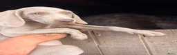 Weimaraner dogs for sale: Handsome male KC Registered Weimaraner pups  - Advert 1