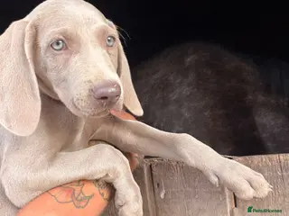 Weimaraner dogs Handsome male KC Registered Weimaraner pups - Advert 4