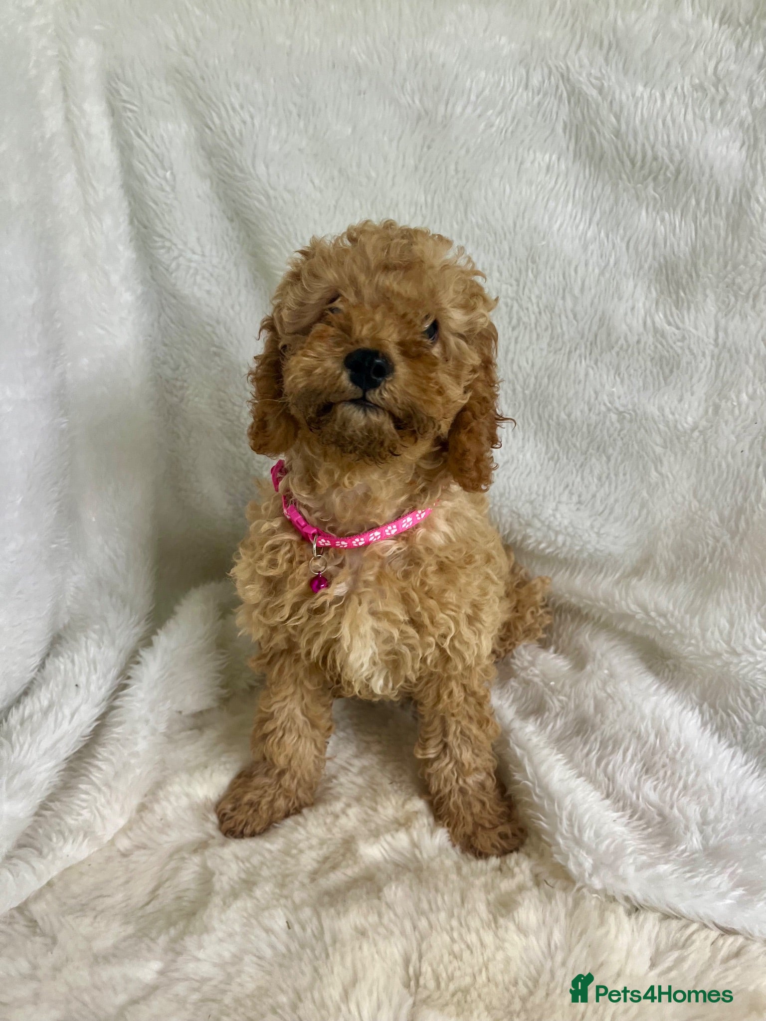 Cavapoo dogs Top quality, health tested F1b Cavapoo babies - Advert 1