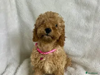 Cavapoo dogs Top quality, health tested F1b Cavapoo babies - Advert 1