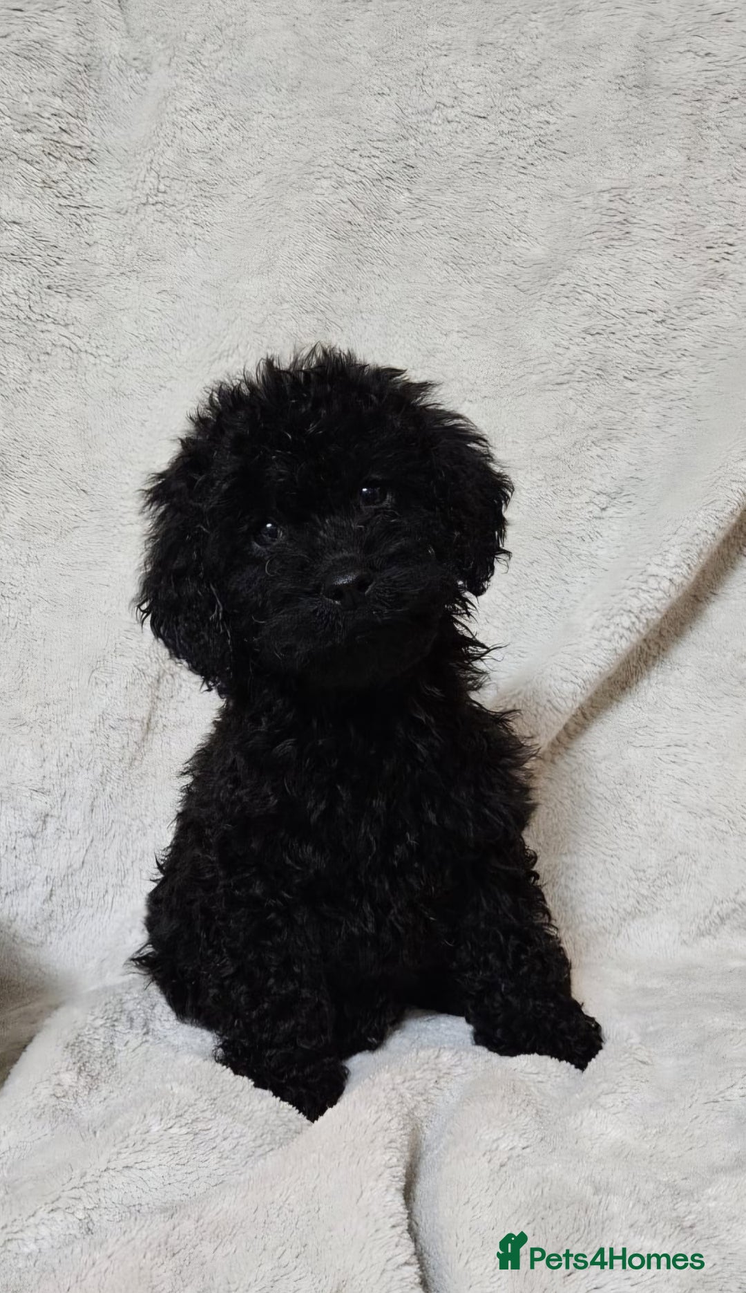 Miniature Poodle dogs for sale: Miniature poodle Puppies (One left) - Advert 2