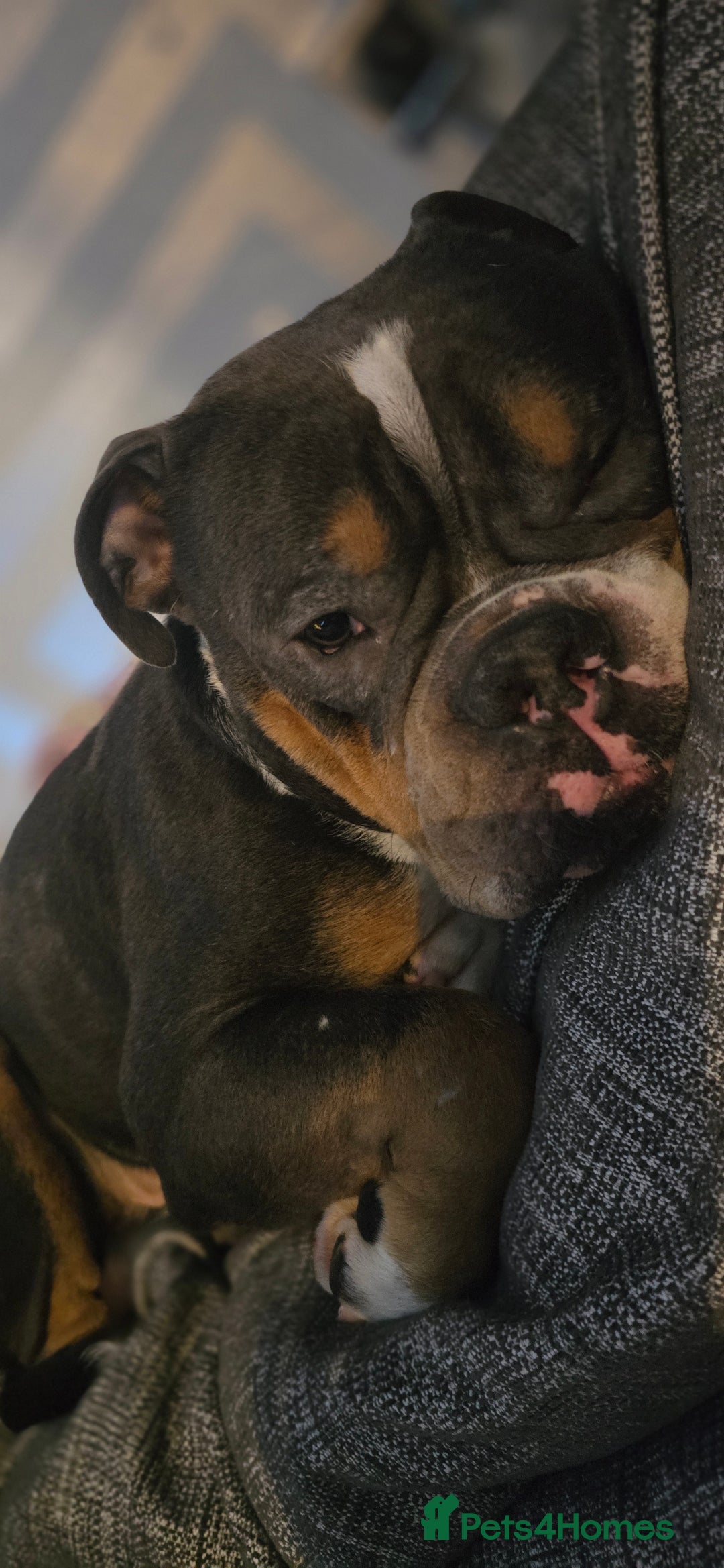 Mixed Breed dogs for sale: Olde english × staffie pups  - Advert 28