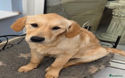 Golden Retriever dogs for sale: Golden Retriever girl - Advert 3