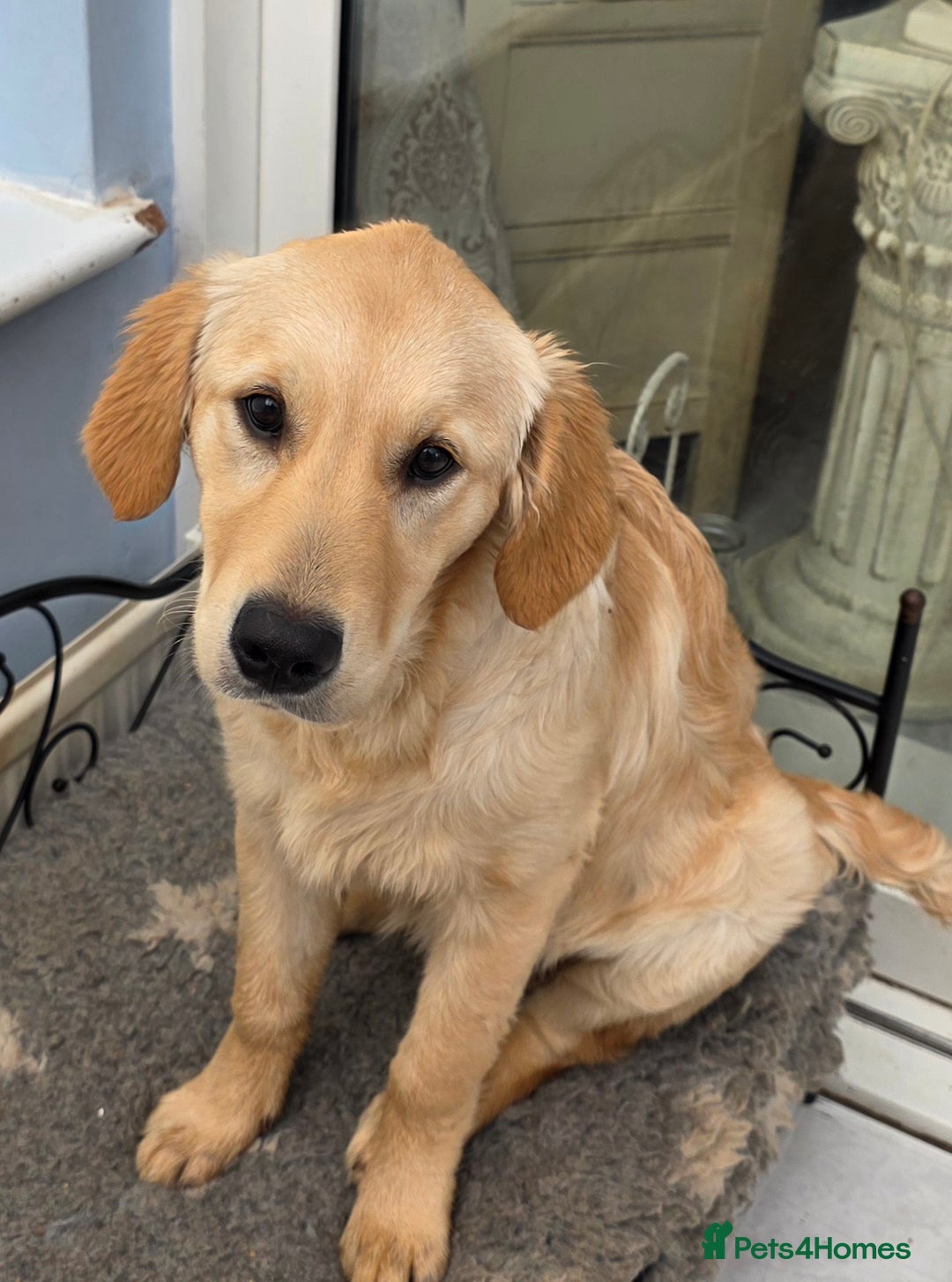 Golden Retriever dogs for sale: Golden Retriever girl - Advert 3