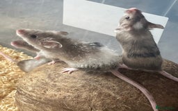 Mouse rodents for sale: Beautiful fancy mice looking for forever homes - Image 15