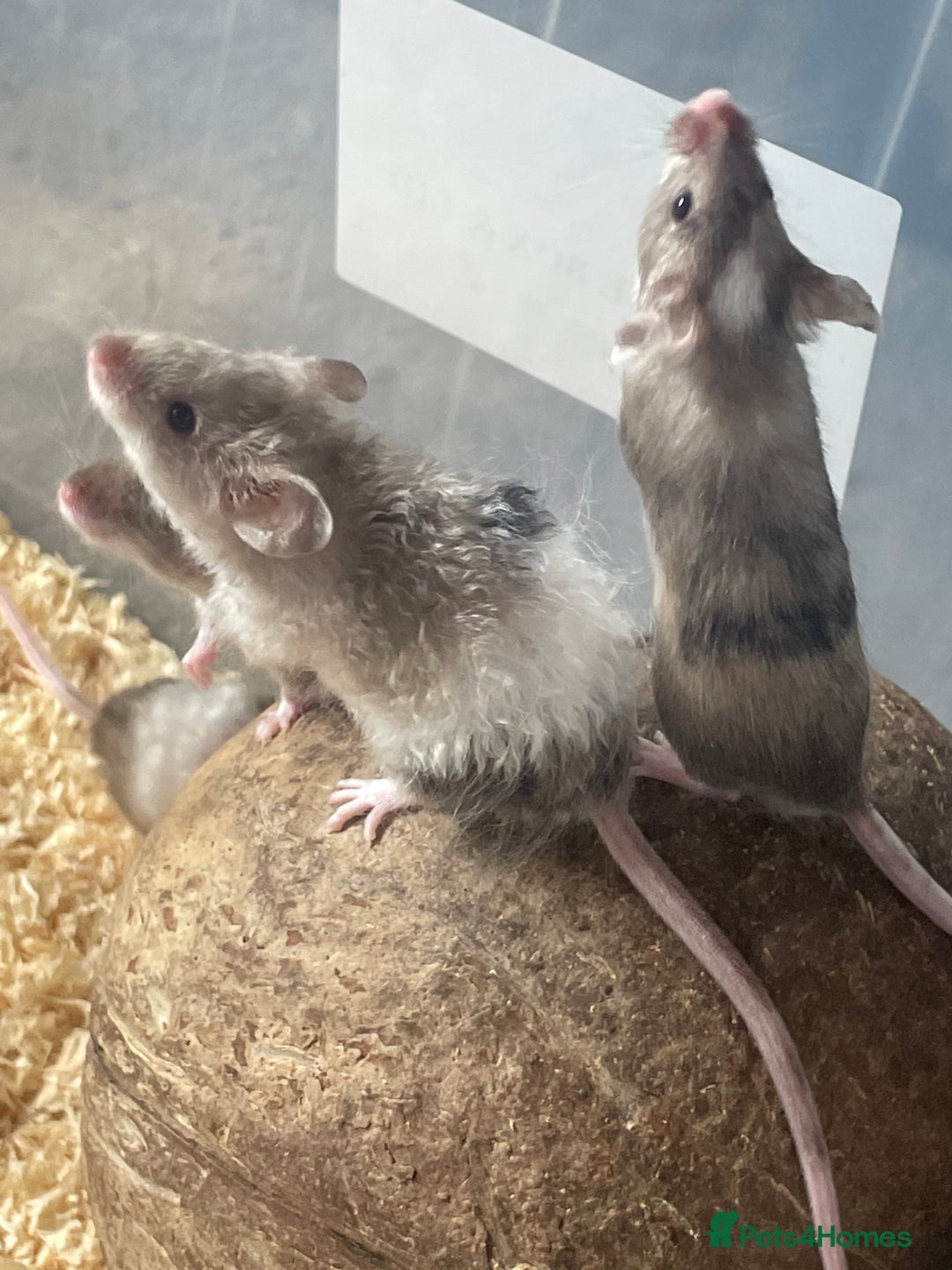 Mouse rodents for sale: Beautiful fancy mice looking for forever homes - Image 15