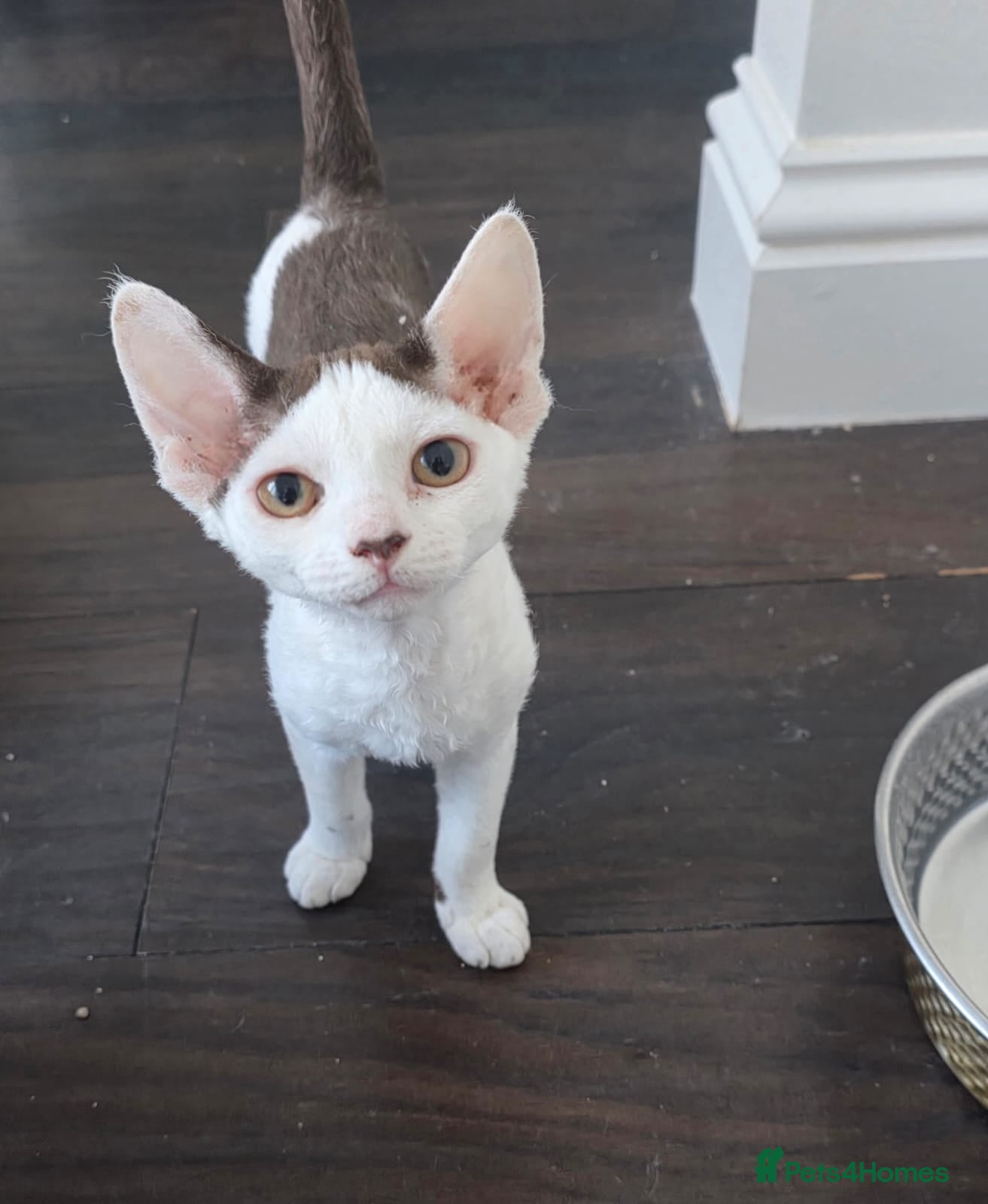 Devon Rex cats Darling Devons  - Advert 1