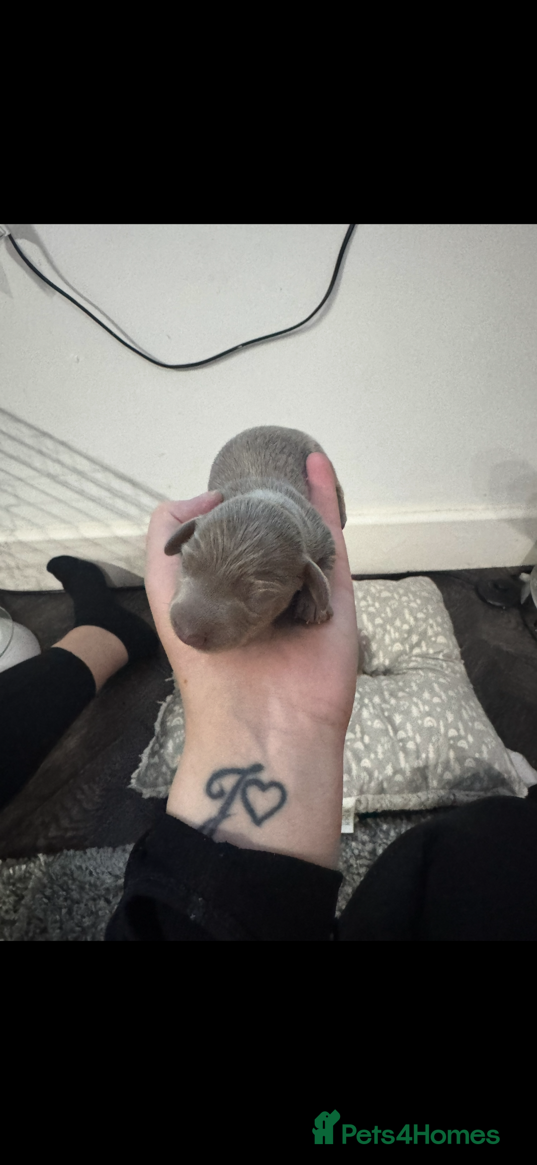 Miniature Dachshund dogs for sale: Miniature dachshunds - Image 7
