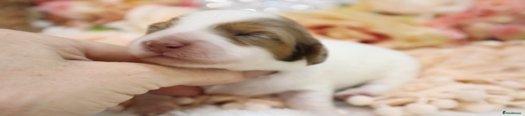 CHOCOLATE DAPPLE PIEBALD