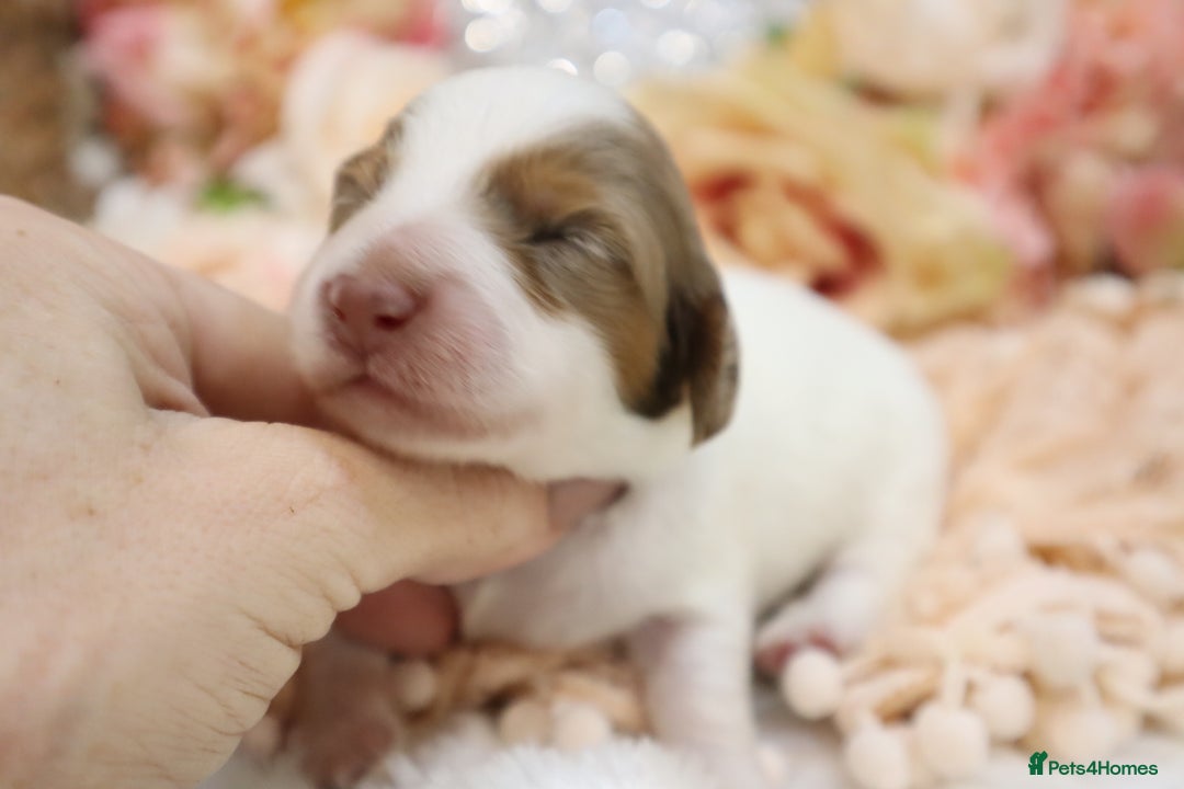 Miniature Dachshund dogs for sale: KC Longhair Miniature Dachshund Puppies - Image 14