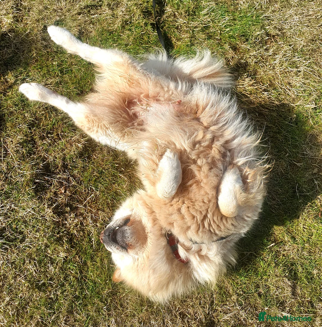 Mixed Breed dogs for sale: Gorgeous Chowador Puppies  - Advert 18