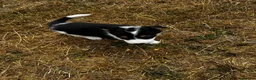 Mixed Breed dogs for sale: Kelpie x collies BEAUTIFUL LITTER - Advert 32
