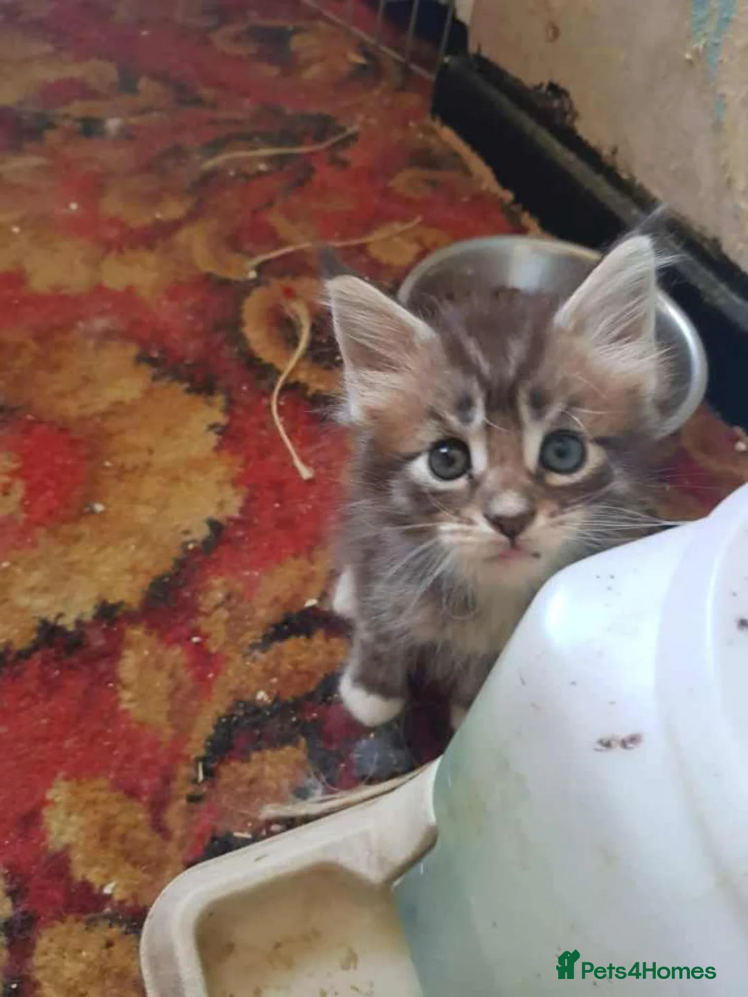 Maine Coon cats for sale: Maine Coon Kittens For Sale, 2 boys remaining in Belfast - Advert 5