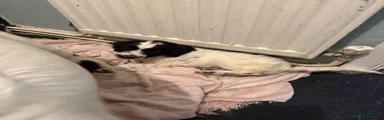 Cockapoo Puppy 2