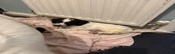 Cockapoo dogs for sale: Adorable cockapoo puppies  in Tilbury - Advert 20