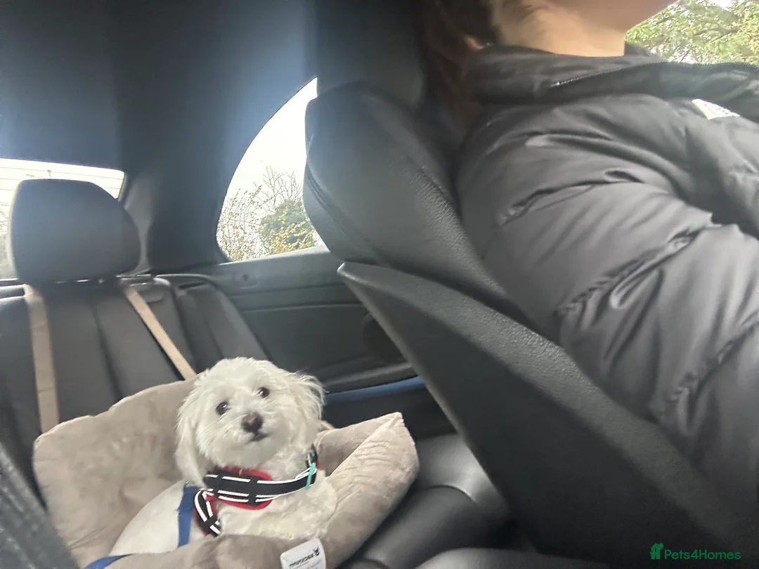 Maltese dogs for sale: Maltese Boy for Sale (4 years old) - Advert 3