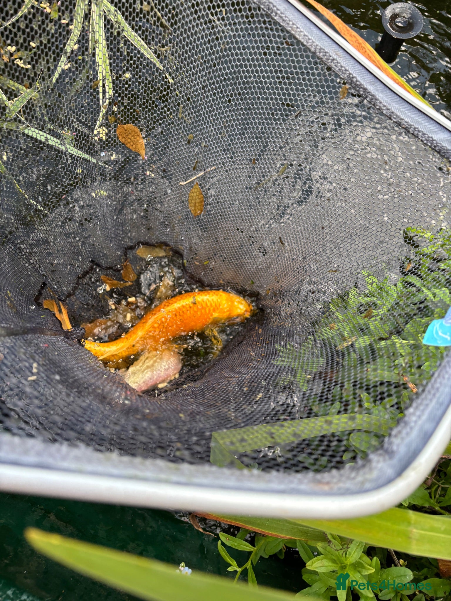 Koi Carp fish About 8 mixed koi carp/ gold fish. Varying sizes.  - Advert 1