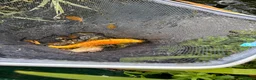 Koi Carp fish for sale: About 8 mixed koi carp/ gold fish. Varying sizes.  in Callington - Advert 1