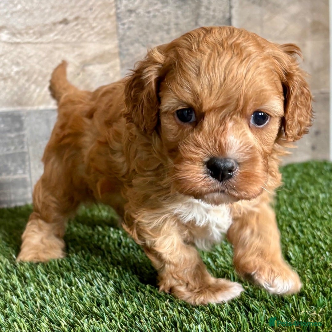 Cavapoo dogs for sale: Beautiful Toy Cavapoo Puppies for sale - Image 25