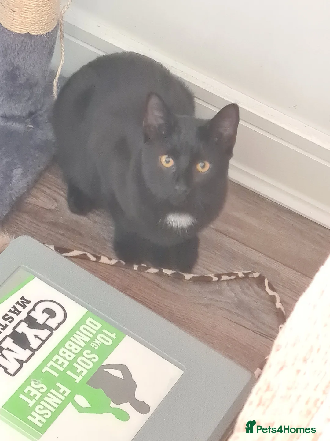 Mixed Breed cats for sale: Free Black kitten  in Newbury - Advert 2