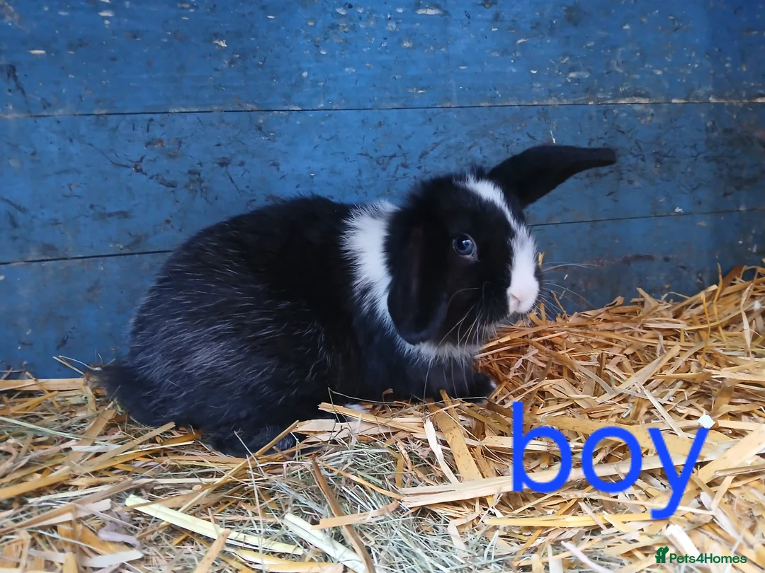 Mini Lop rabbits for sale: Mini lop babies - Advert 6