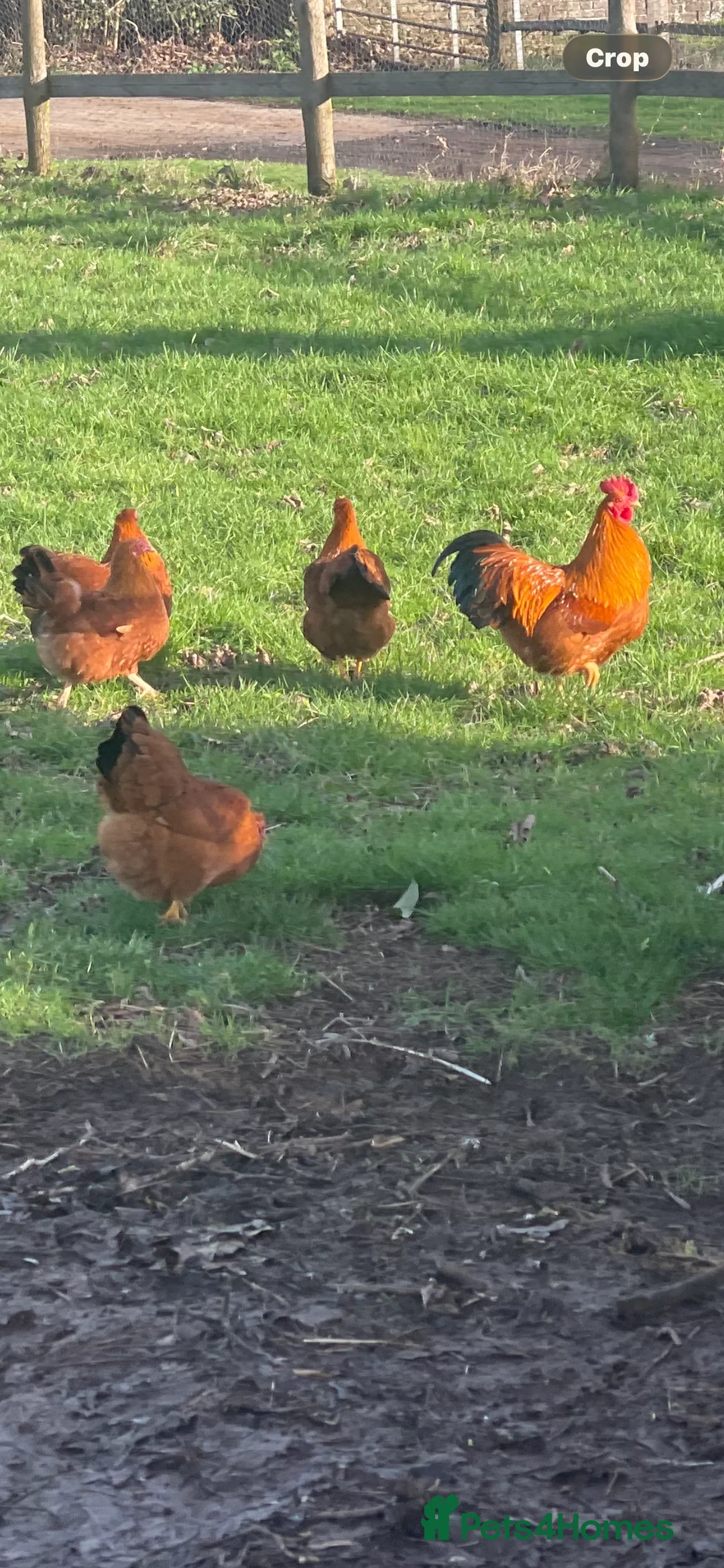 Chickens poultry for sale: TRIO NEW HAMPSHIRE RED BANTAMS in Lewes - Advert 2