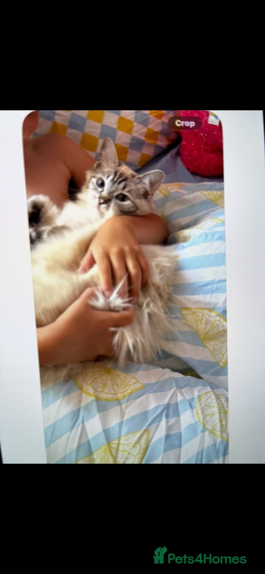 Ragdoll cats Ragdoll kittens - Advert 5