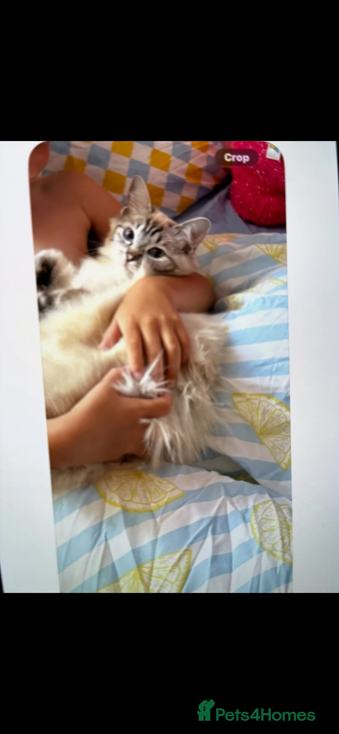 Ragdoll cats for sale: Ragdoll kittens in Pickering - Advert 1