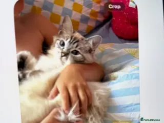 Ragdoll cats Ragdoll kittens - Advert 2