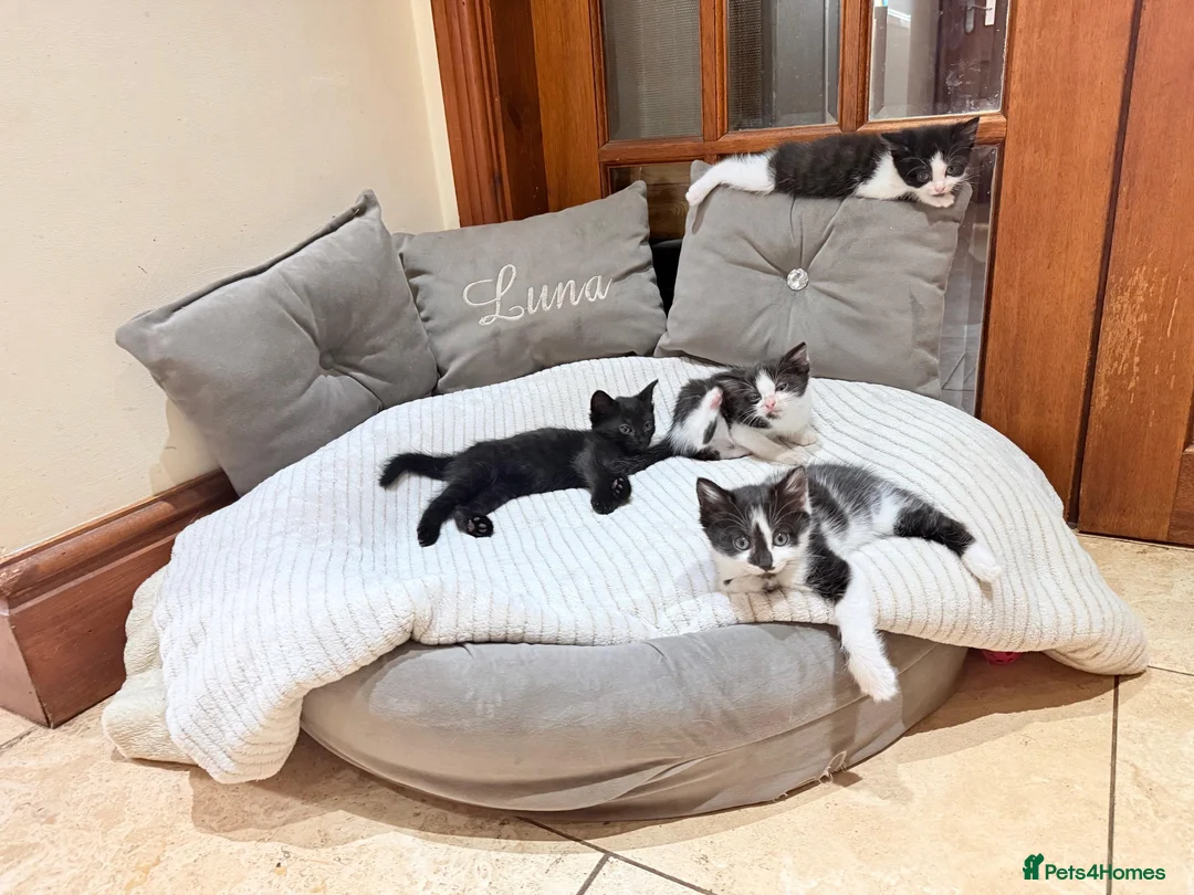 Mixed Breed cats for sale: Litter of 6 beautiful kittens in Leyland - Advert 2