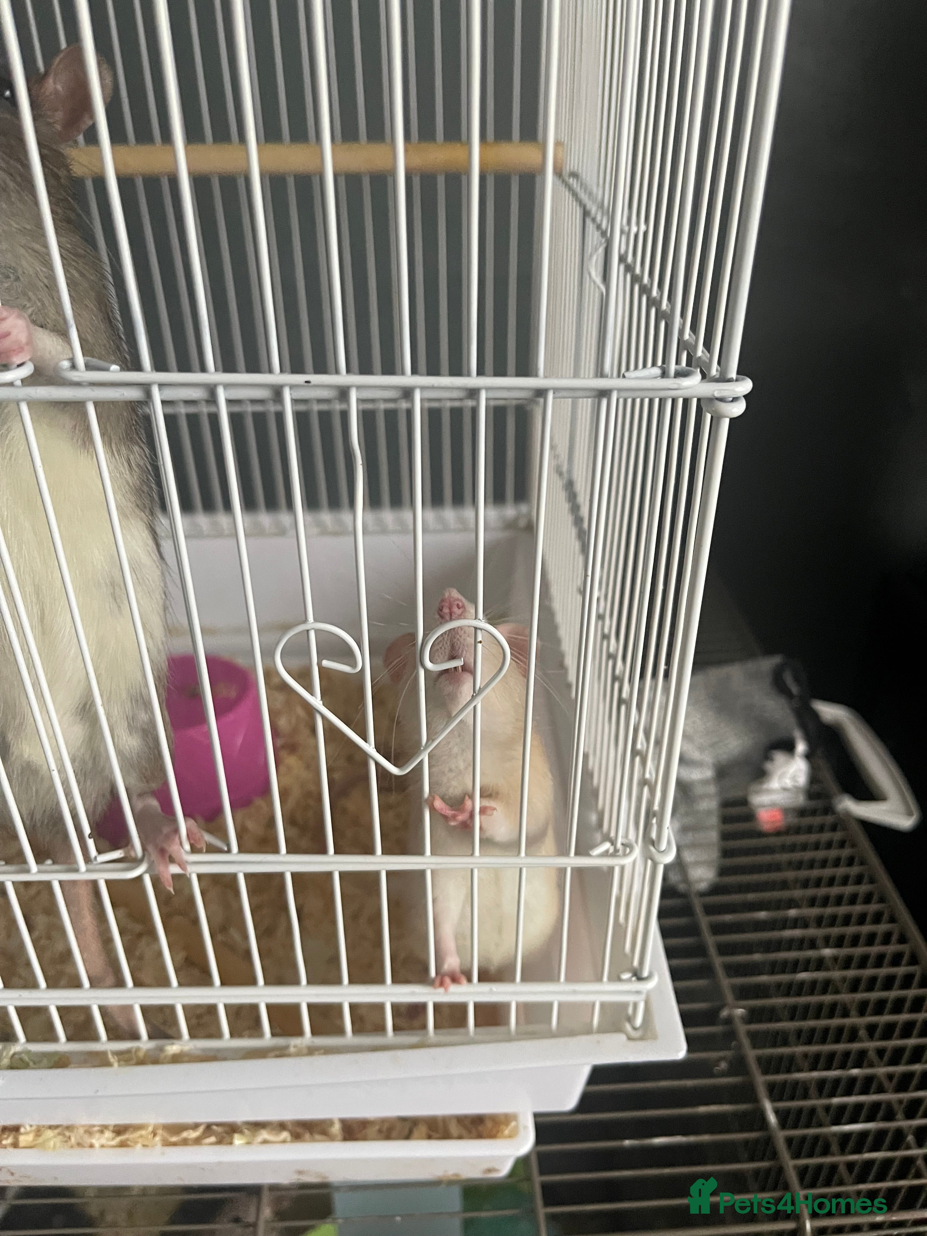 Rat rodents 2 male fancy rats for sale  - Advert 4