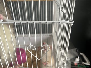 Rat rodents 2 male fancy rats for sale - Advert 2