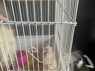 Rat rodents 2 male fancy rats for sale - Advert 11